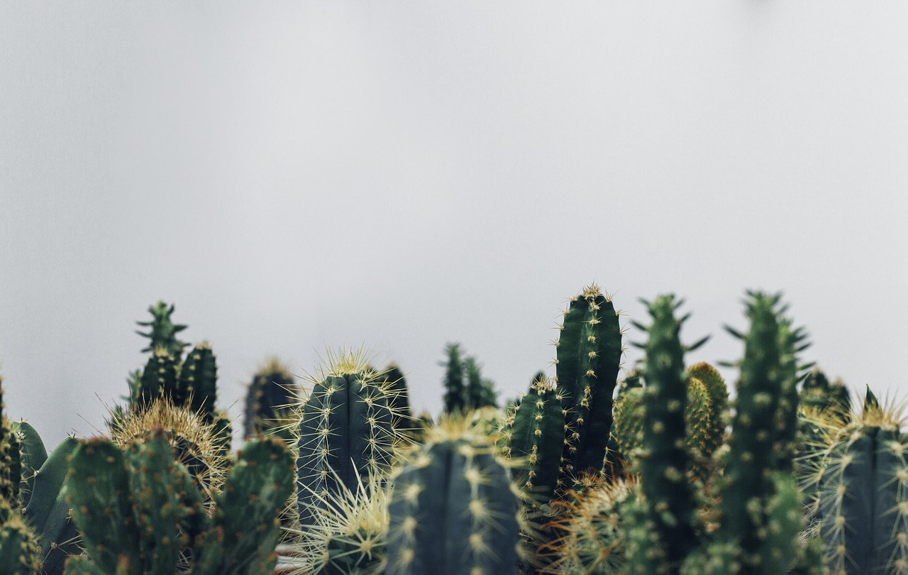 cacti-1834749_1280