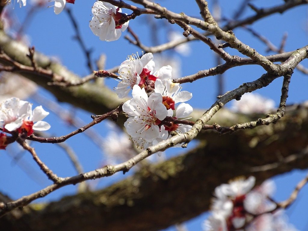 Marillenblüte Marillenbaum Frühling