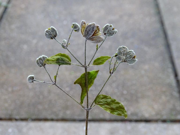 Naturmaterialien wie gepresste Gräser müssen beim Basteln mit Epoxidharz staubtrocken sein.