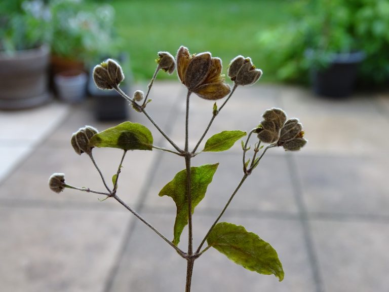 Getrocknete und gepresste Knospen.