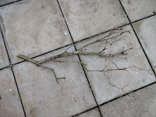 Basteln mit Naturmaterialien: Schneesterne aus Papier machen sich auf einem Zweig aus der Natur wunderbar als Winter-Deko.