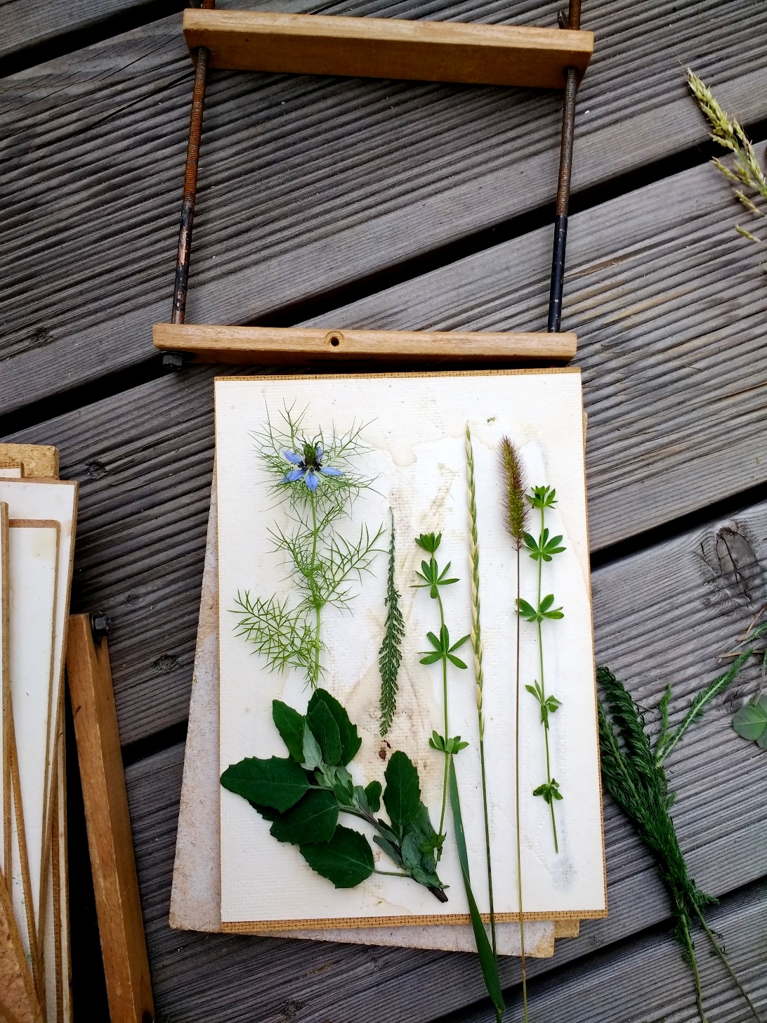 Gartenblumen können zwischen schweren Büchern oder in einer selbst gemachten Pflanzenpresse gepresst werden.