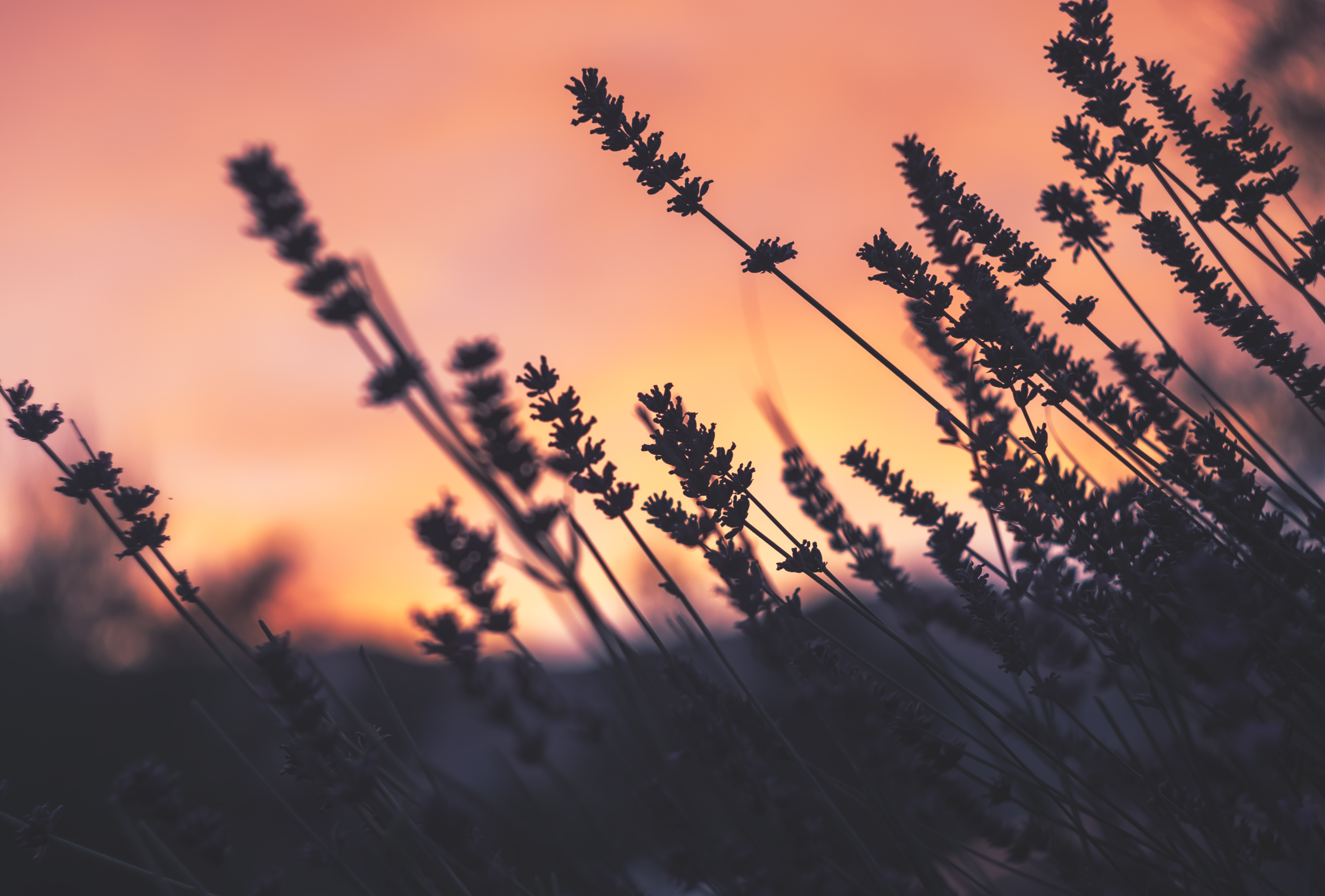 Sonnenuntergang über einem Lavendelfeld: Mamablogger VlikeVeronika erzählt über den Orientierungsverlust von Ameisen in Lavendelfeldern
