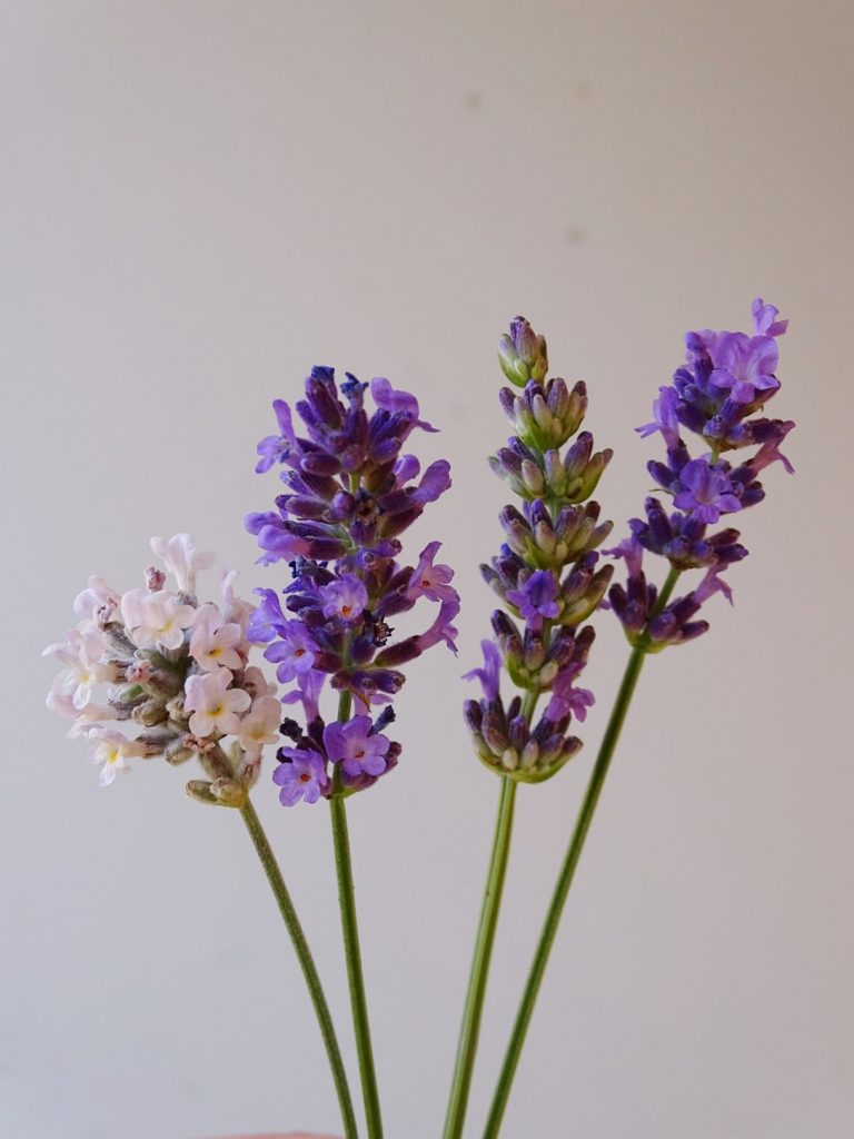 Lavendelarten im Garten, welche Lavendelsorte für den Stadtgarten in Wien verwenden?