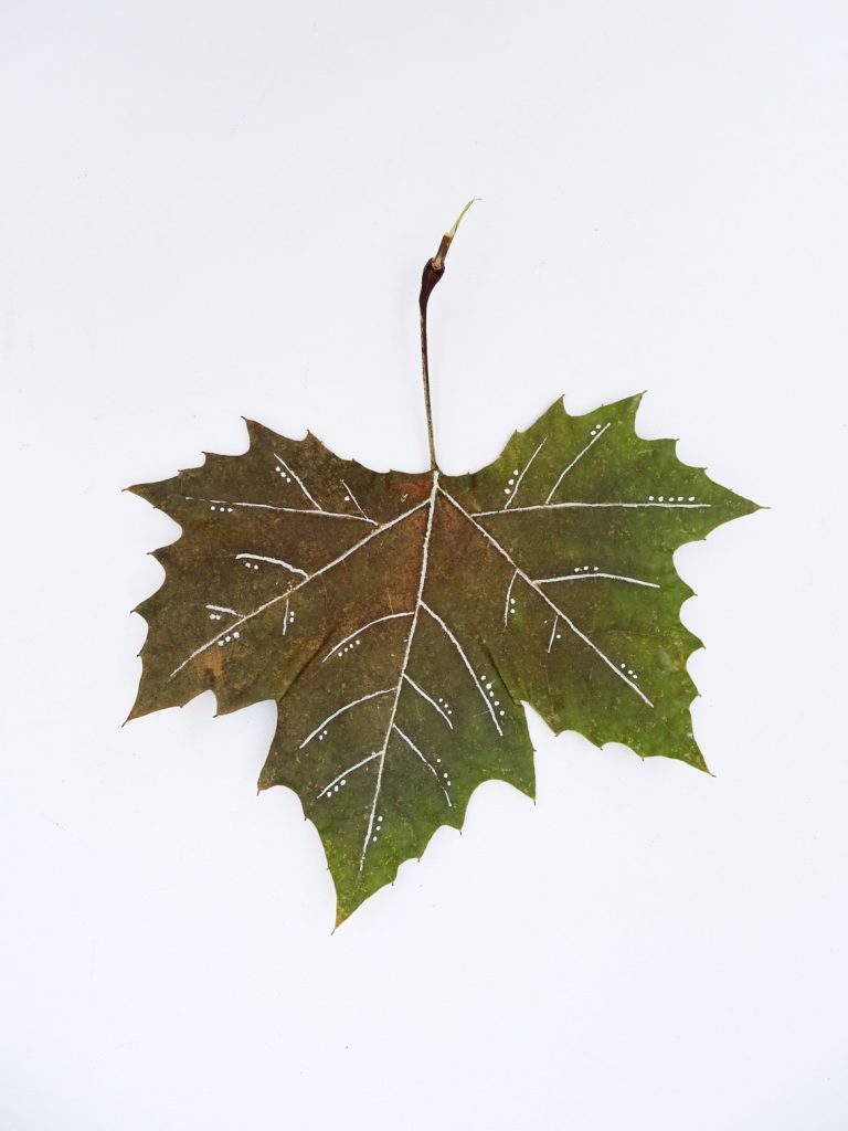 Dieses DIY-Projekt ist toll für Volksschulkinder: Beim Blätter Bemalen entstehen kreative Musterideen.