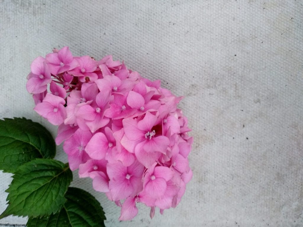 Rosa Bauernhortensie: Pflegetipps für Hortensien im Gartenlexikon für Gartengestaltung finden
