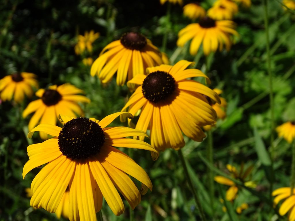 Gelbe Blume mit schwarzem Kopf: der Gewöhnliche Sonnenhut ist eine pflegeleichte Pflanze für sonnige bis halbschattige Standorte