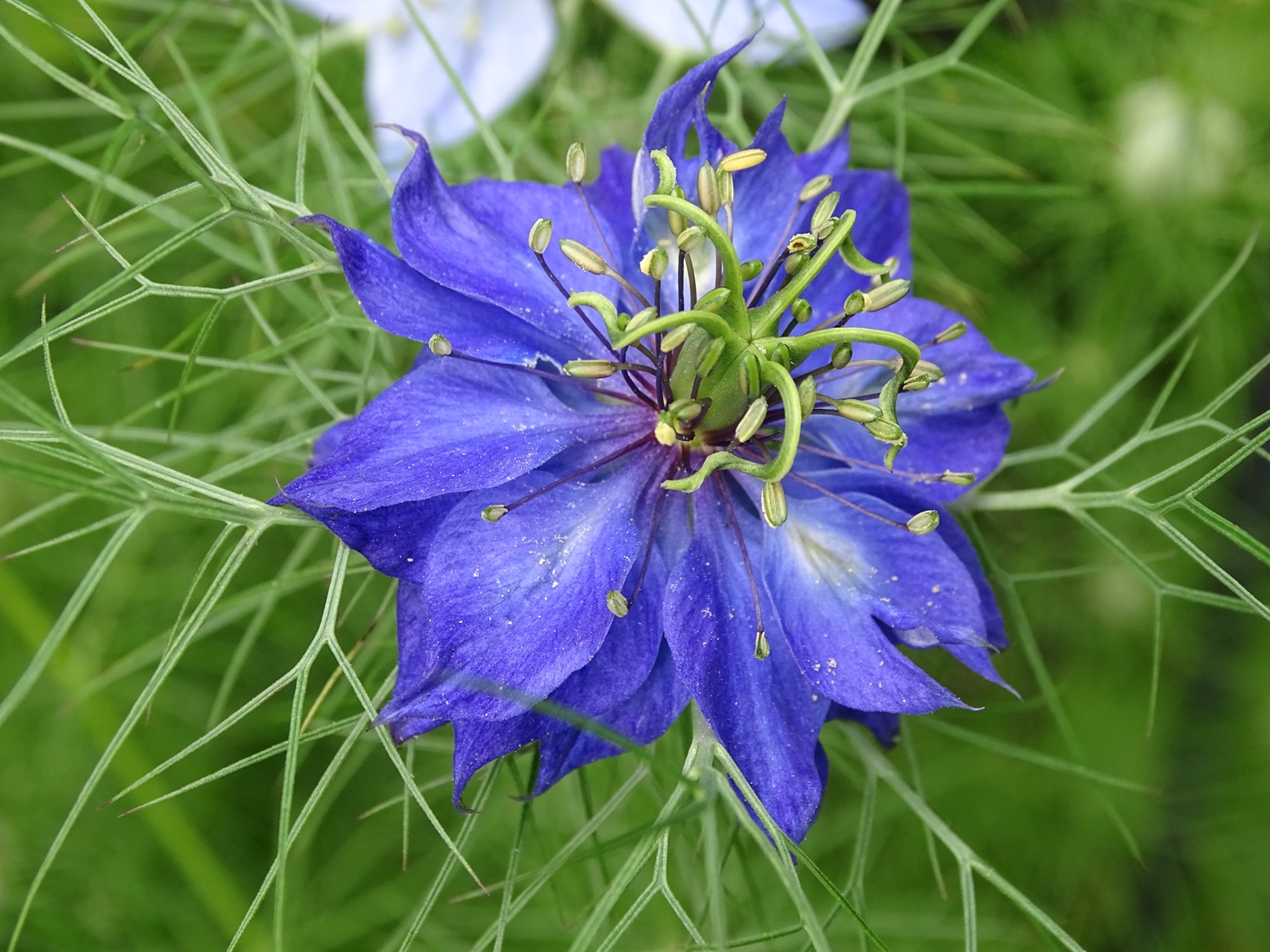 Welche Pflanze wächst hier? Das Gartenlexikon für Neu-GärtnerInnen