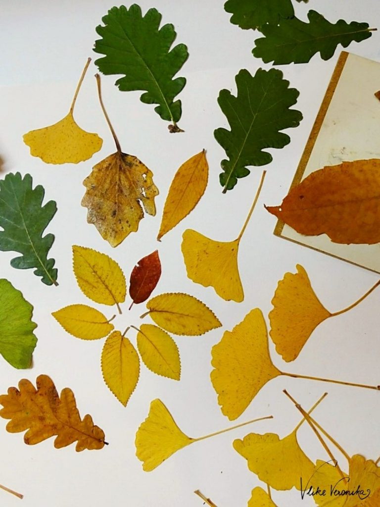 Buntes Herbstlaub frisch aus der Pflanzenpresse: Eiche, Ginkgo und mehr