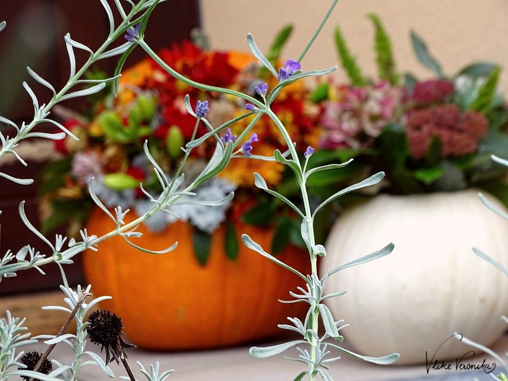 Die letzten Lavendelblüten zeigen sich im Oktober, wenn schon der Herbst den Sommer abgelöst hat.