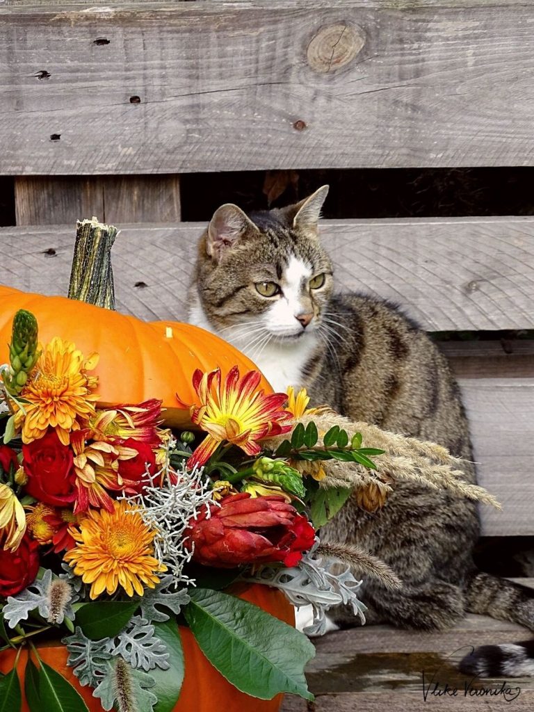 Die Katze schaut mal beim Kürbis Dekorieren vorbei.