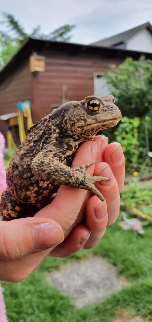 Eine Erdkröte im Garten kann ganz schön laut quaken.