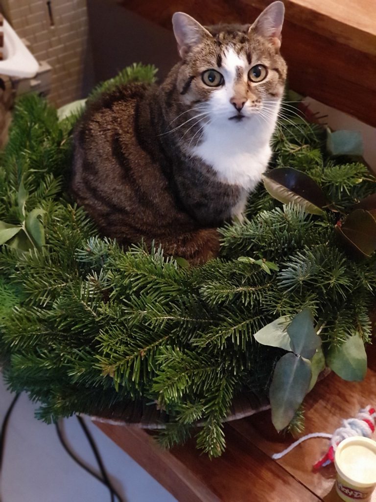 Ungewöhnliche Sitzplätze von Katzen: Spiffi sitzt im Adventkranz.