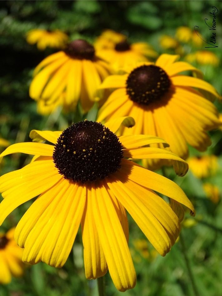 Gelbe Blume mit schwarzem Köpfchen - was ist das? Der gewöhnliche Sonnenhut!