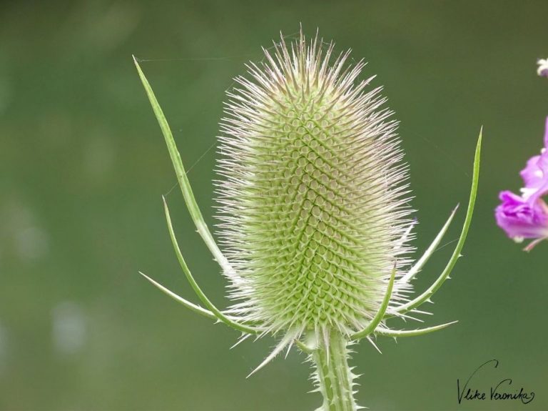 Der wissenschaftliche Name der Karde ist Dipsacus fullonum