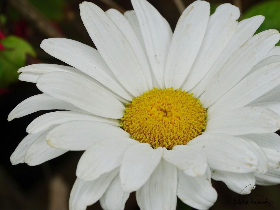 Die Margerite ist eine elegante weiße Blume für den Landhausgarten