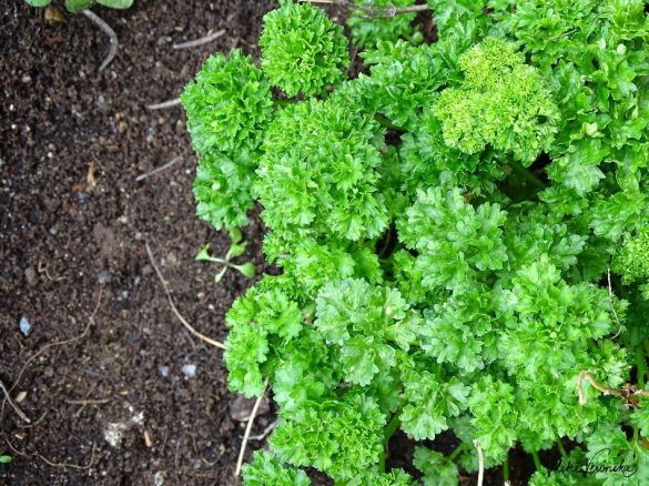 Im Garten: Das Kräuterbeet - VLIKEVERONIKA | DIY. UPCYCLING. BASTELN ...