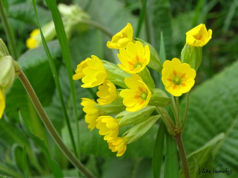 Die Schlüsselblume ist eine gelbe Gartenblume mit vielen Blüten an einem Stängel.