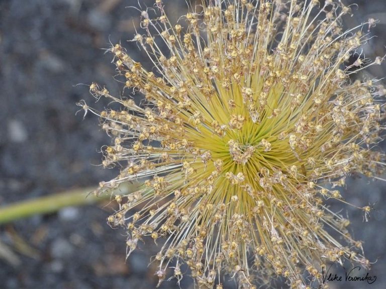 Allium sieht auch verblüht noch sehr hübsch im Garten aus.