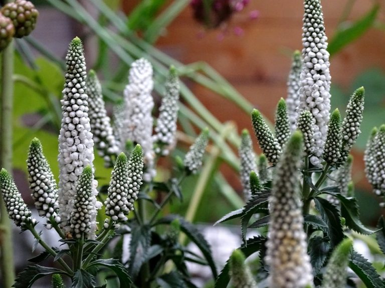 Pflegeleichte Gartenpflanzen und Gartenblumen: Der weiße Ehrenpreis (Veronica spicata) mit Pflegehinweis