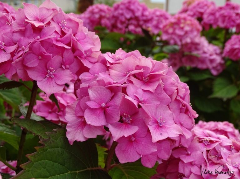 Die rosa Bauernhortensie ist sehr wasserbedürftig und liebt den Halbschatten.