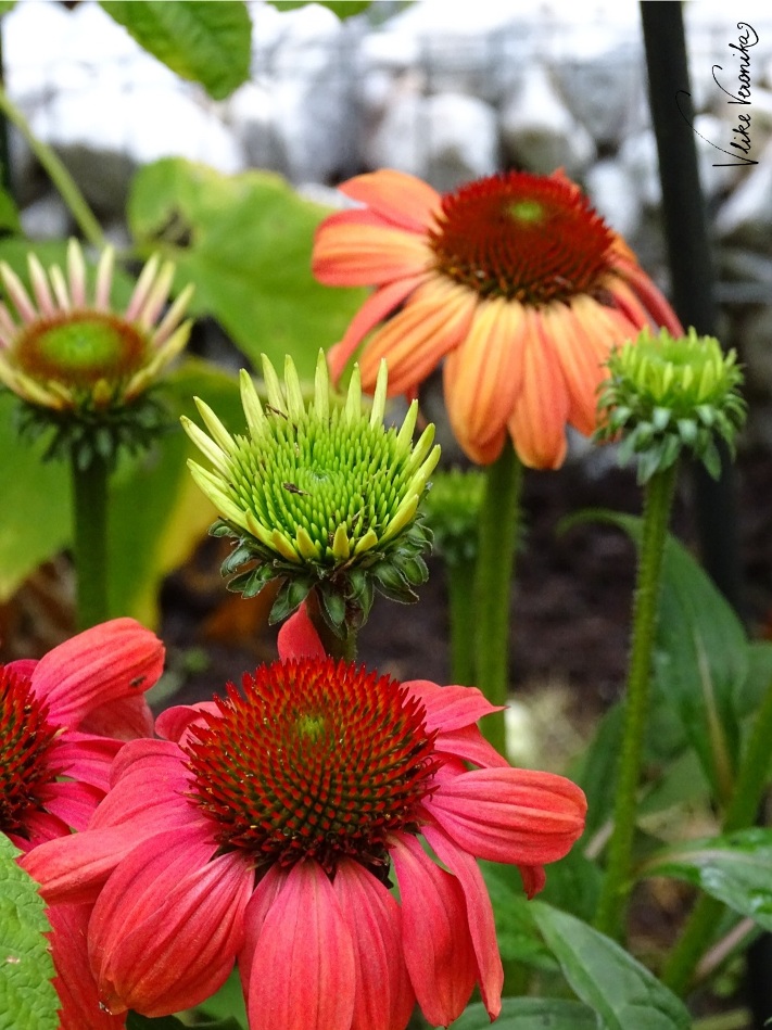 Echter Sonnenhut kann in unterschiedlichen Farben blühen. In Rot und Orange passt er in mediterrane Gärten.