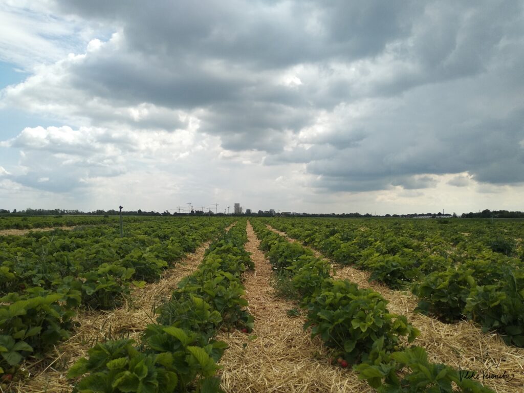 Erdbeeren selber pflücken in Wien 2022 bei Nirschl