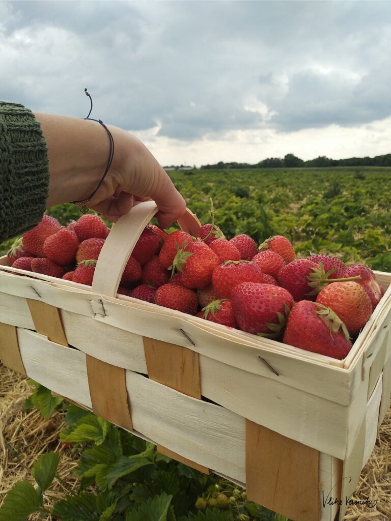 Erdbeeren selber pflücken in Wien 2022