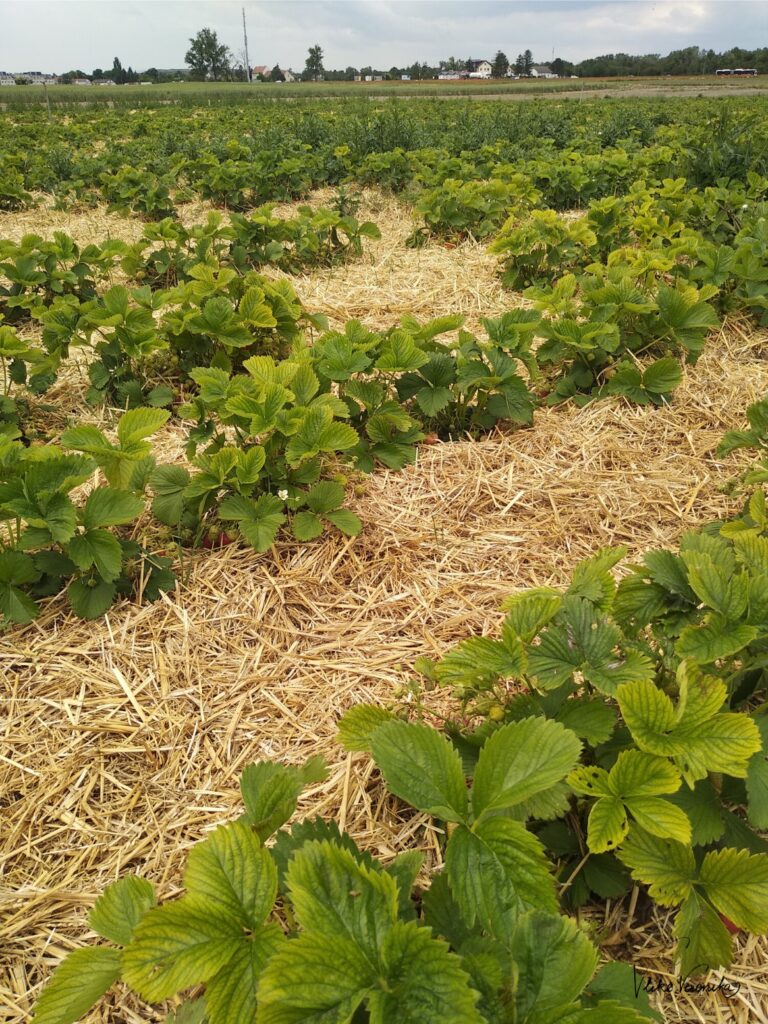 Erdbeerfeld im 22. Bezirk, 2022 hat die Erdbeersaison schon begonnen