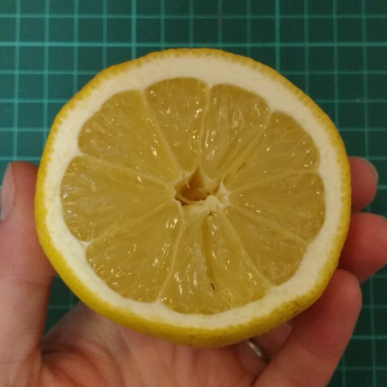 Du kannst zum Stempeln mit Zitrusfrüchten Zitronen, Orangen, Blutorangen oder Limetten verwenden.